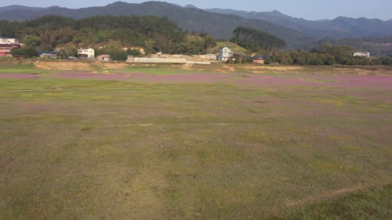 春天阳光下桂林山边田地里盛开的紫云英视频素材