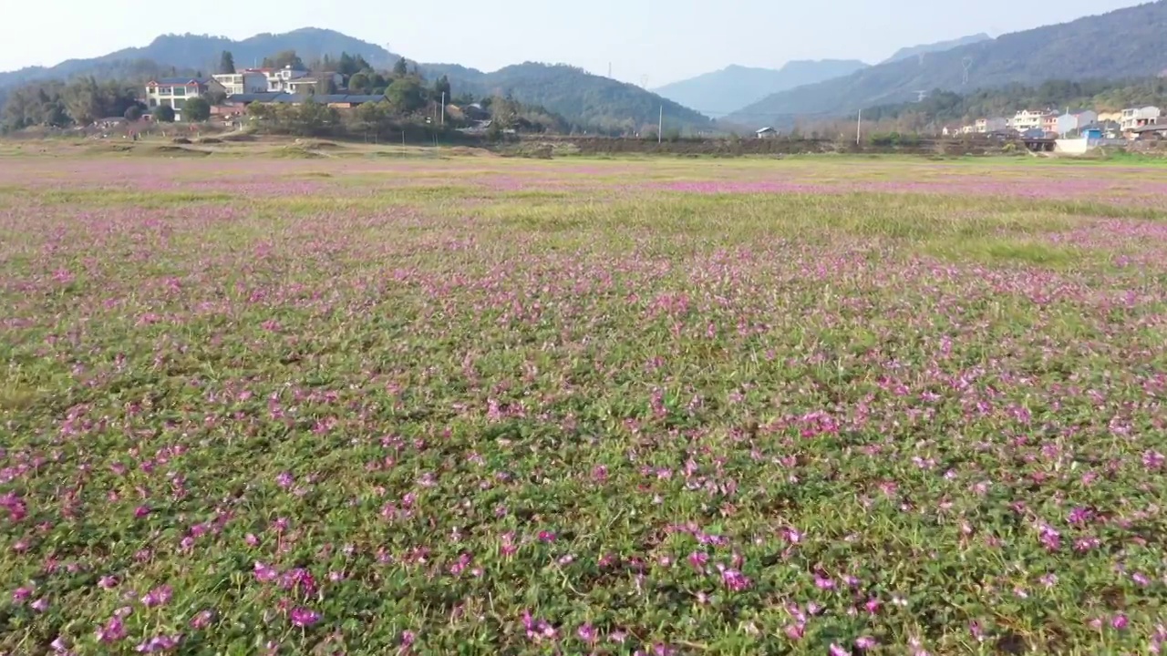 春天阳光下桂林山边田地里盛开的紫云英视频素材