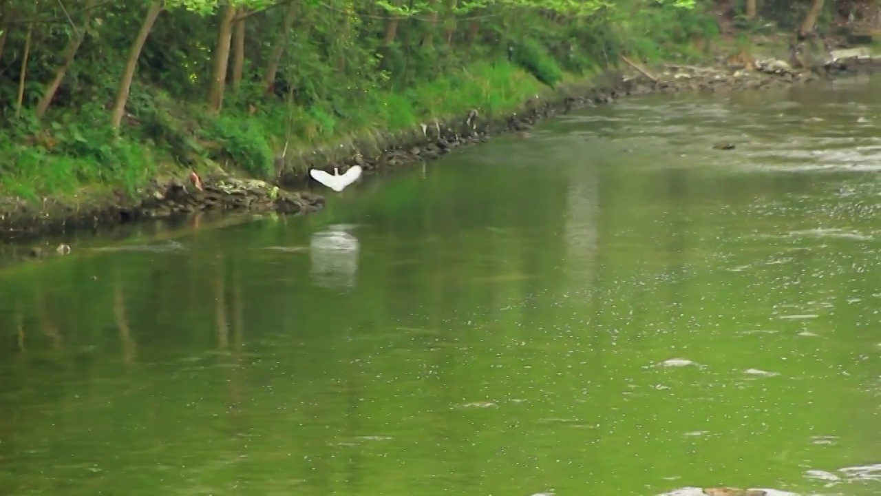 水面飞翔的白鹭视频素材