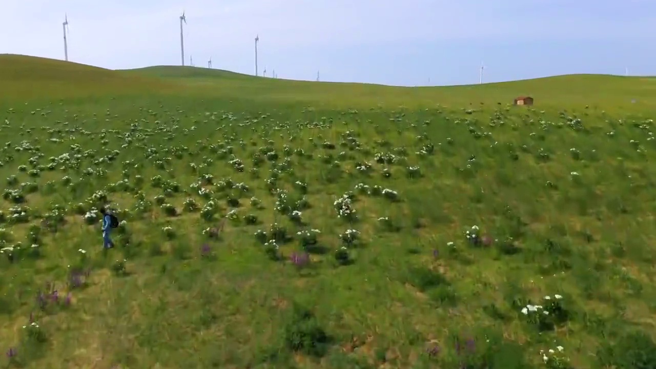 内蒙古，草原花，芍药视频素材