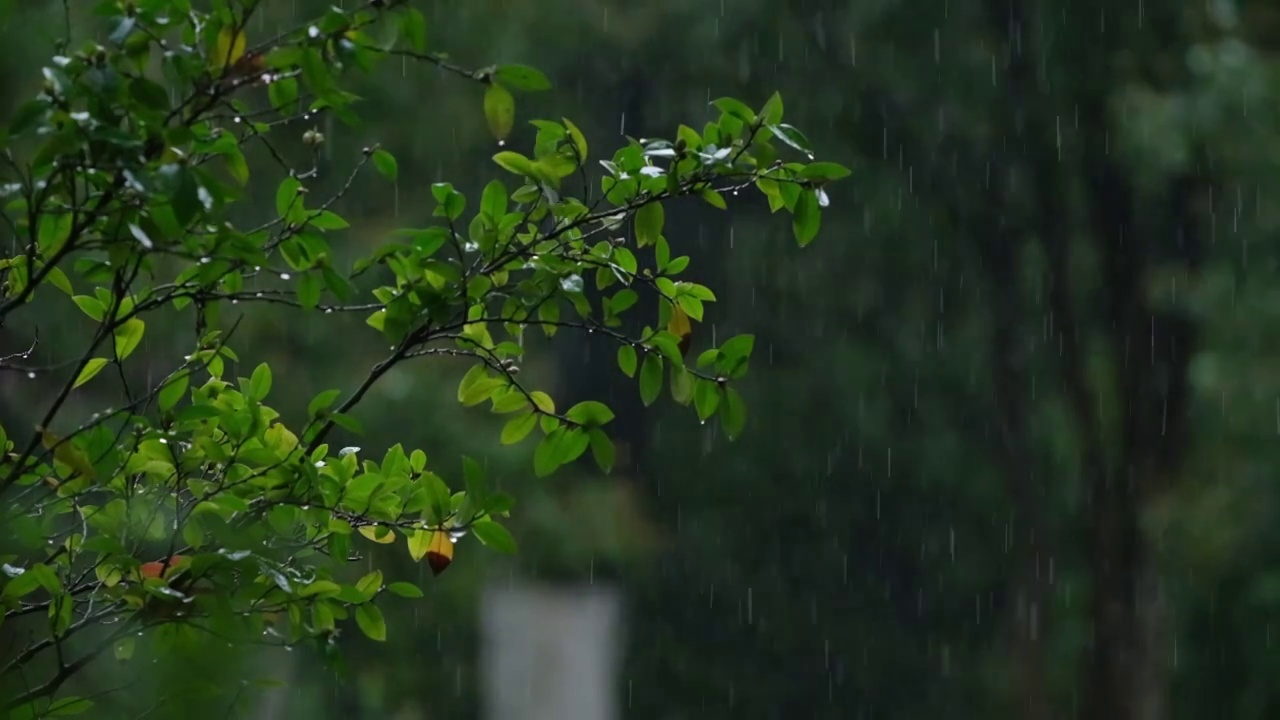 春天春雨雨滴树枝发芽升格视频视频下载