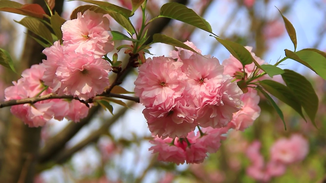 粉红色的樱花在阳光下盛开视频素材