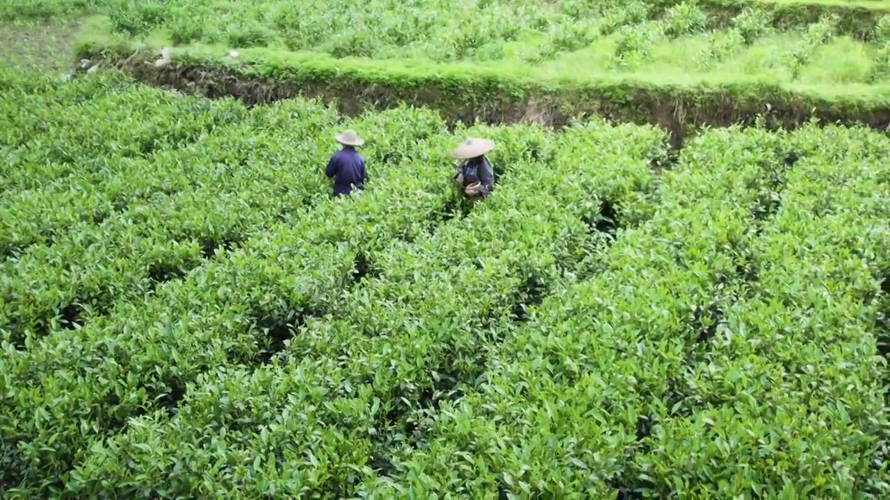 航拍中国传统茶田茶叶人工采摘茶叶视频素材