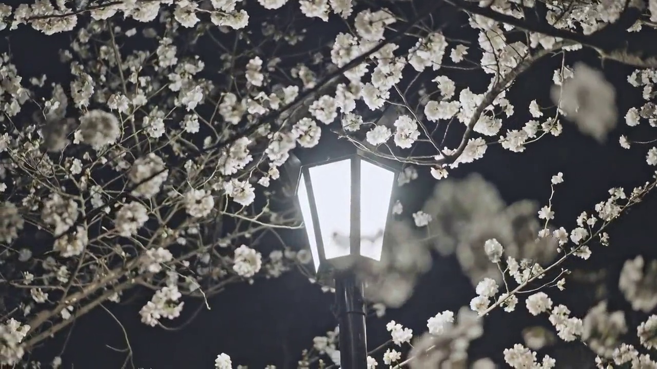 路灯下盛开的樱花视频素材