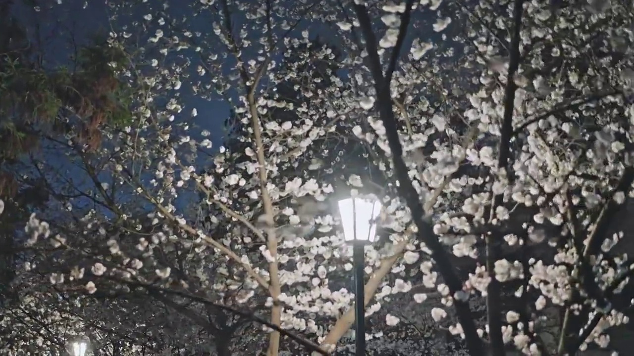 路灯照亮盛开的樱花视频素材
