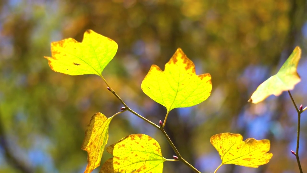 秋风中的黄树叶视频素材