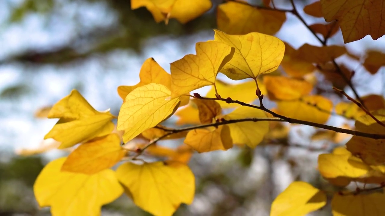 秋风中的黄树叶视频素材