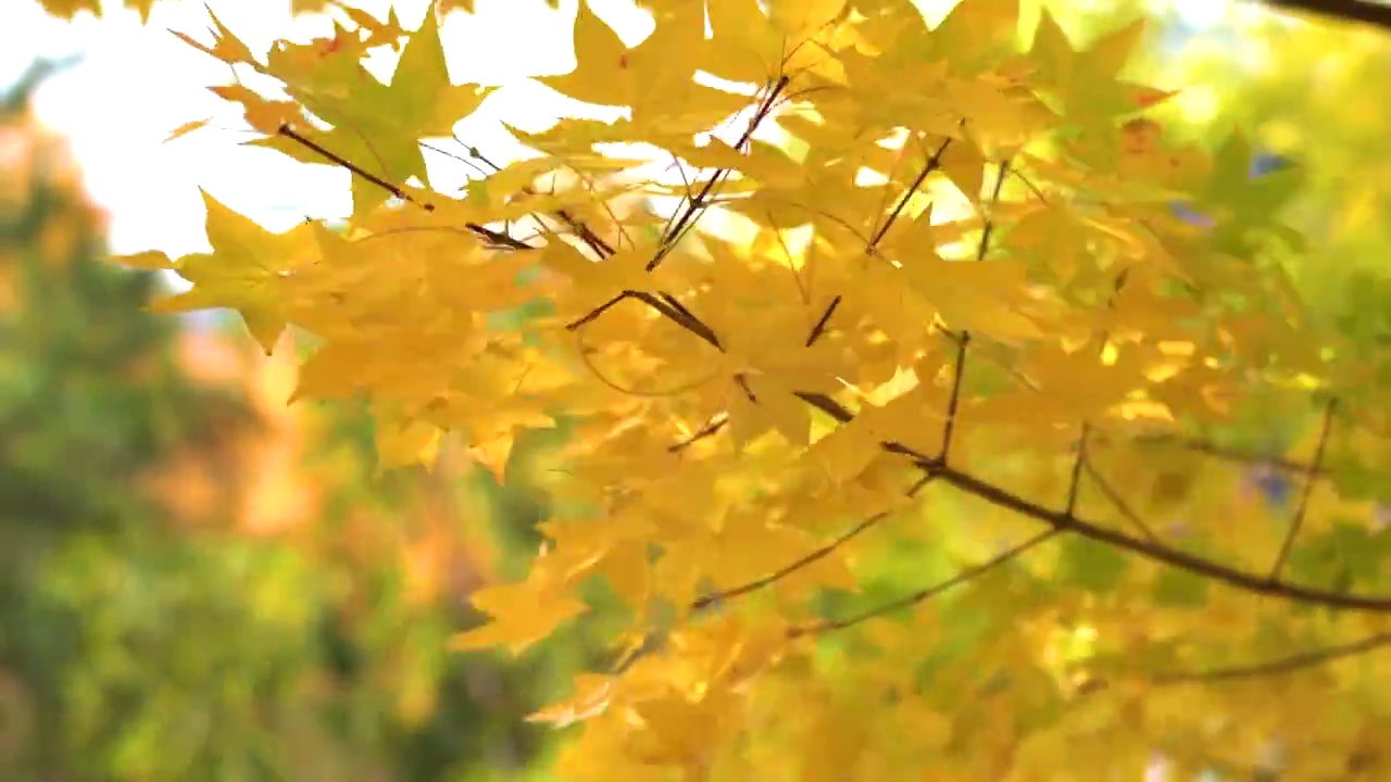 秋风中的枫叶视频素材