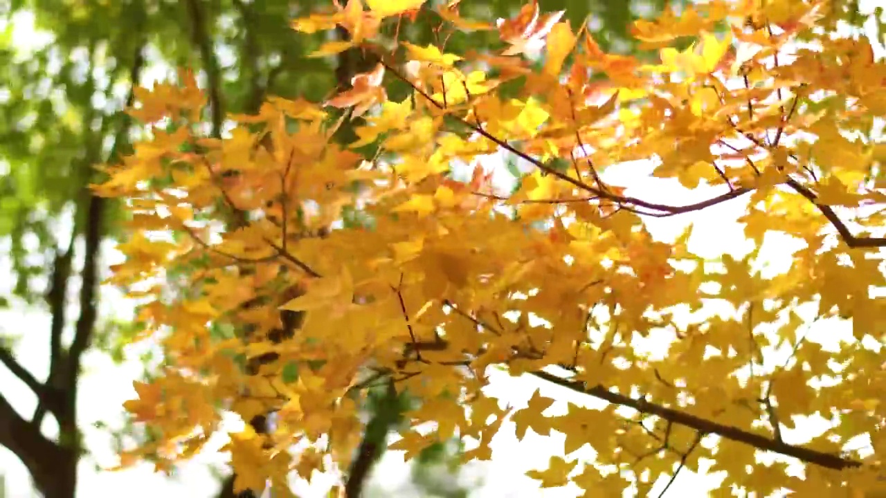 秋风中的枫叶视频素材