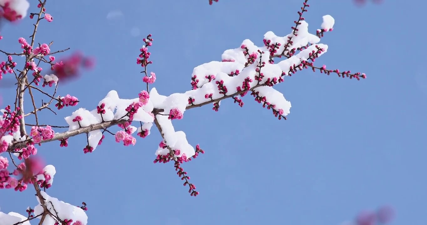 梅花，春天树枝上粉色的花朵视频下载