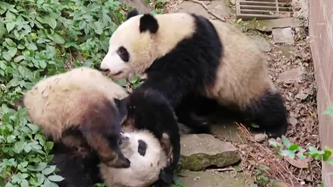 中国四川成都大熊猫繁育基地的熊猫疯玩视频素材视频下载