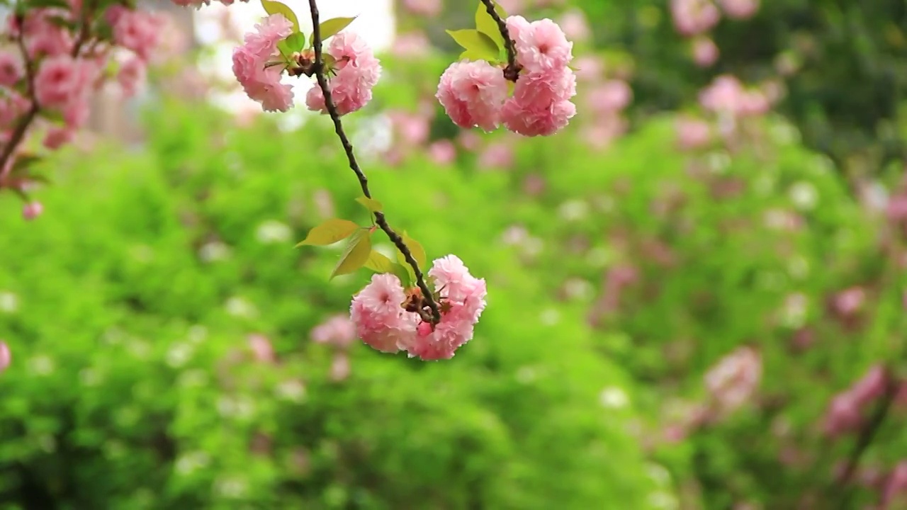 粉红色的樱花在风中摇摆视频素材