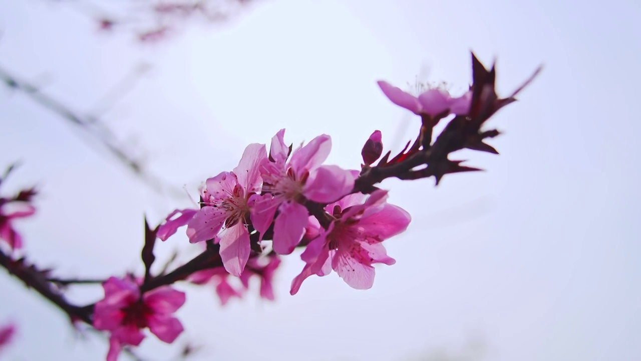 春季到来桃花朵朵开视频下载