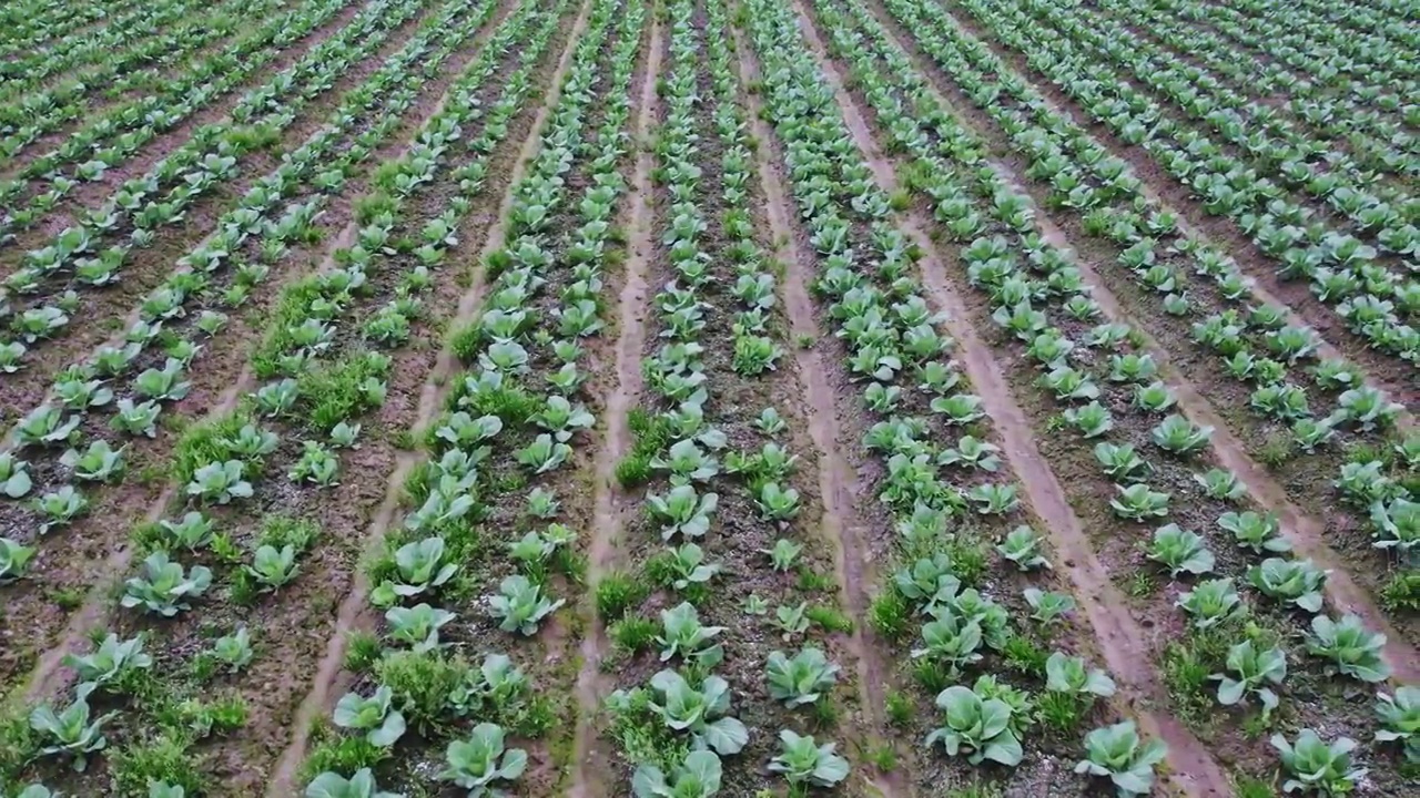 农田里一排排的蔬菜视频素材