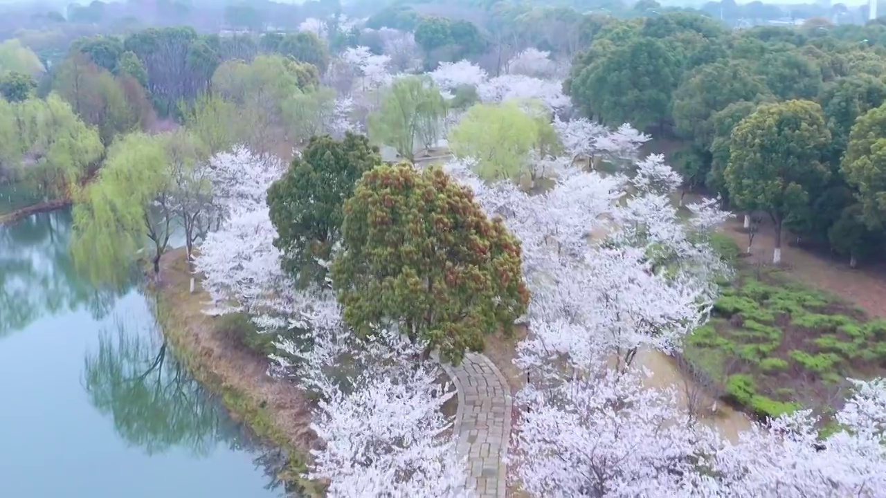 苏州园区阳澄湖半岛度假区的春天视频素材