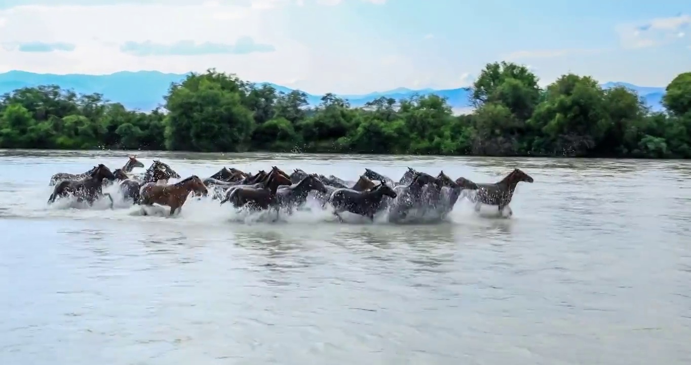 一群马在河里奔跑视频下载