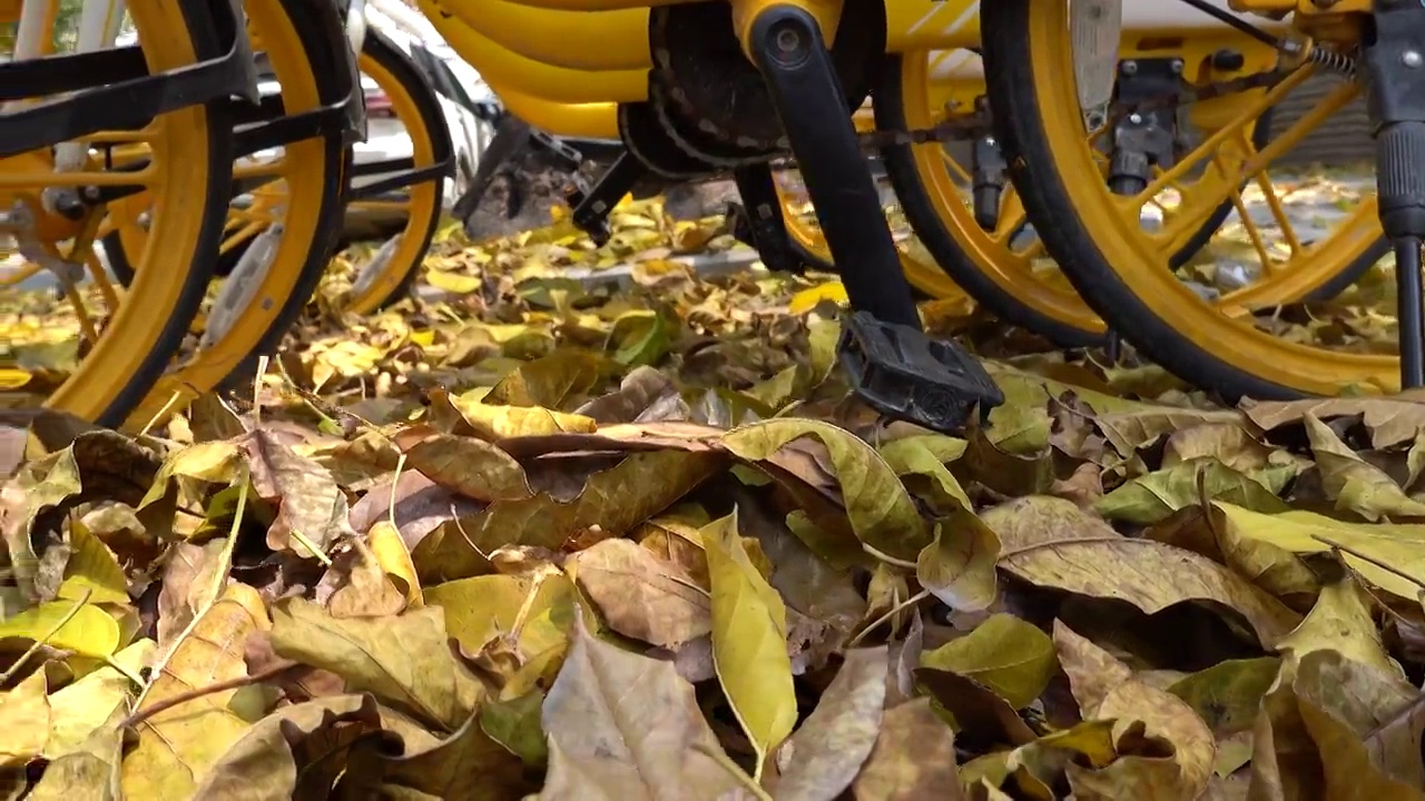 路上的落叶和自行车视频素材