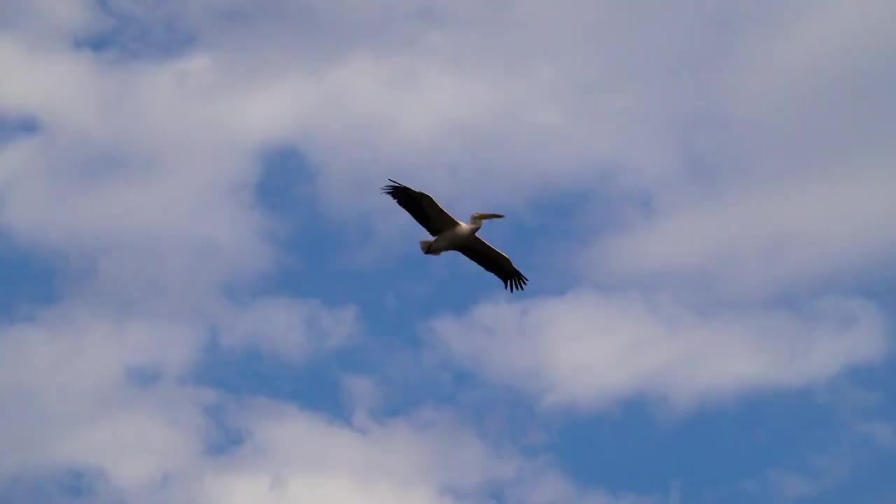 白鹈鹕展翅飞翔视频下载