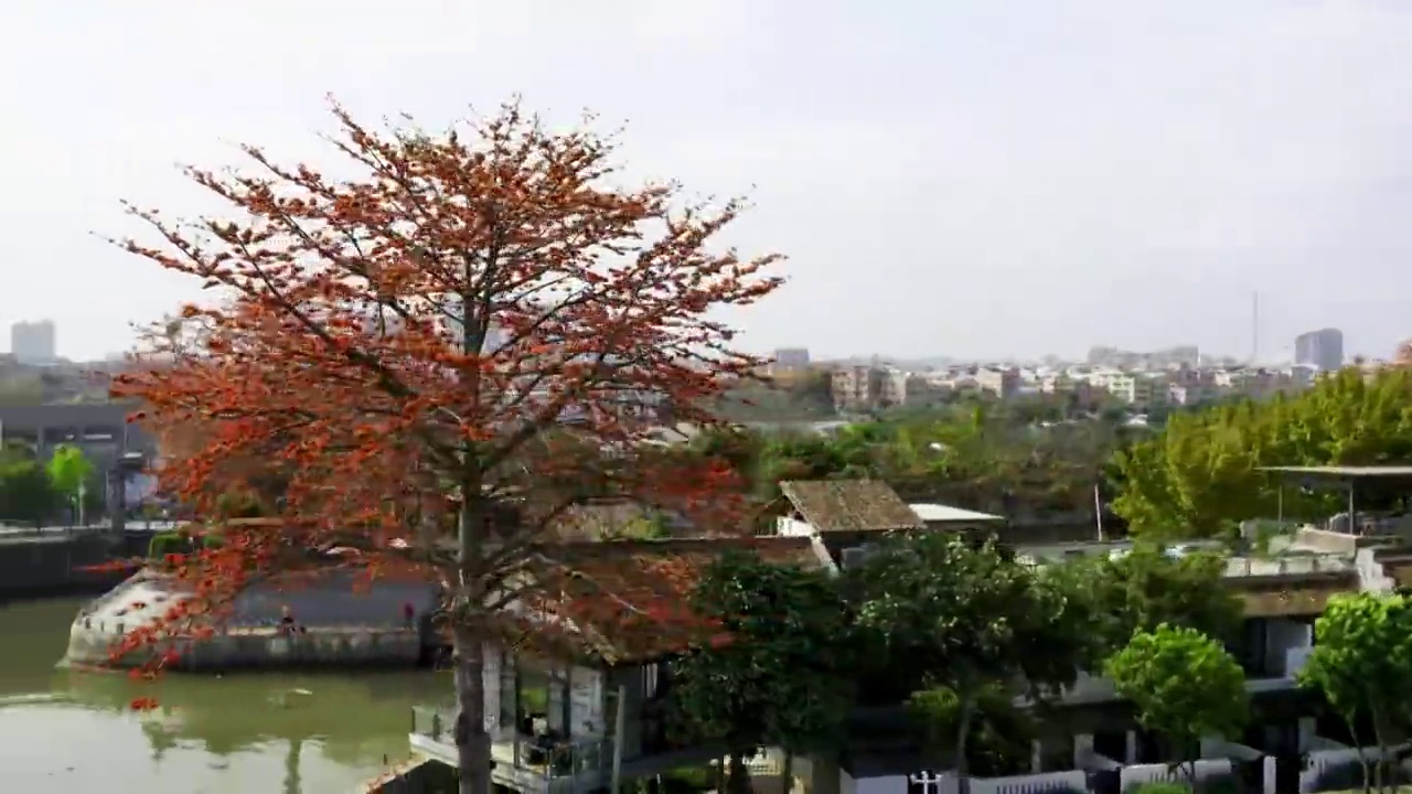 航拍广州英雄树木棉花盛开视频素材