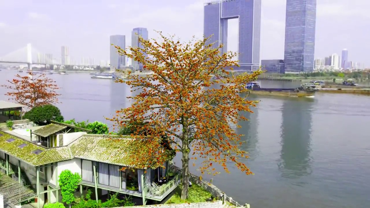 航拍广州英雄树木棉花盛开视频素材