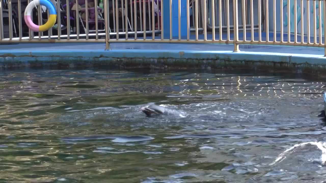 海豚表演水中连续旋转视频素材