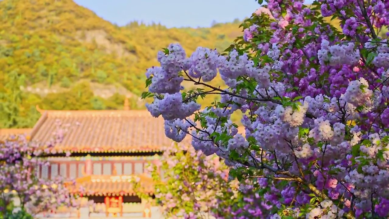 春天古寺中盛开的樱花视频素材