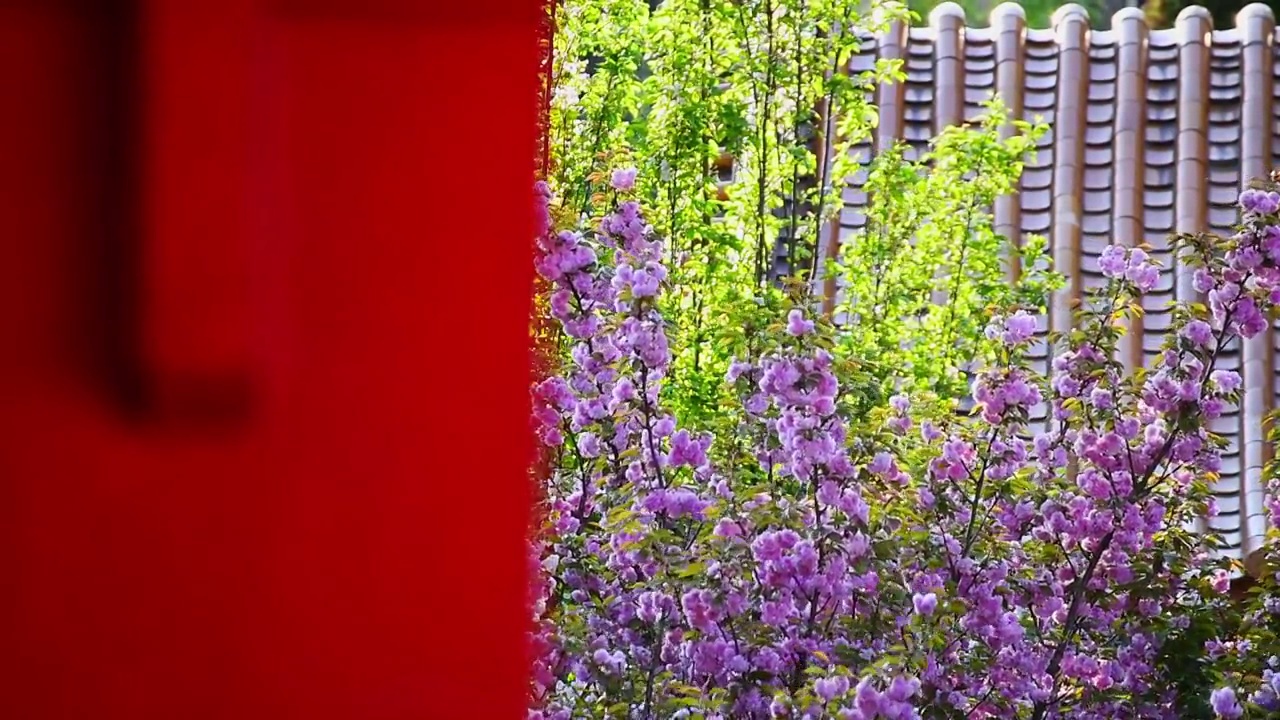 春天古寺中盛开的樱花视频素材