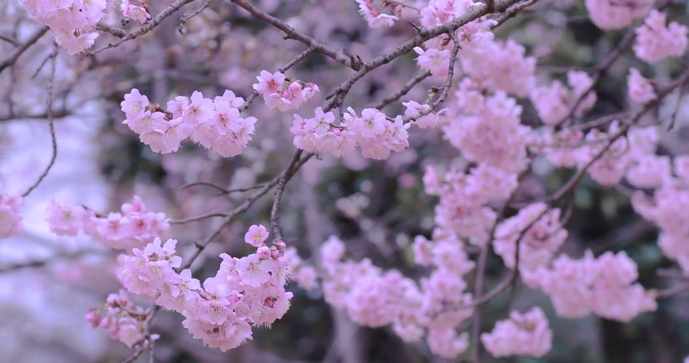 4K拍摄春天盛开的樱花树素材视频素材