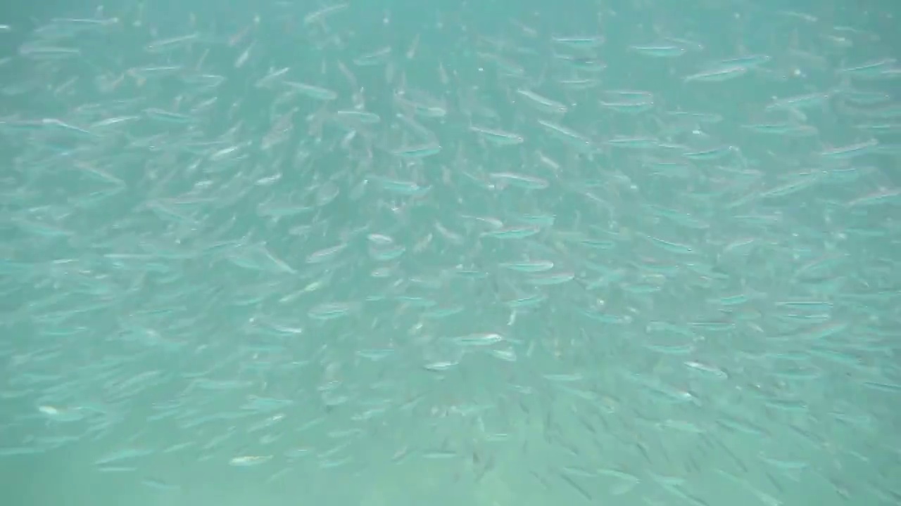 H010535A马来西亚仙本那海底鱼类视频下载