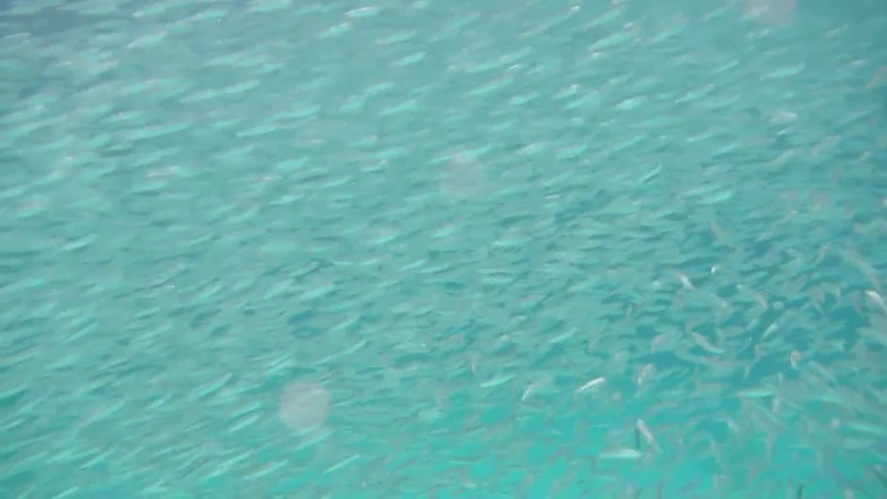 H010533A马来西亚仙本那海底鱼类视频下载