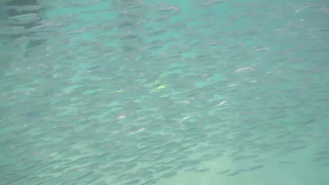H010529A马来西亚仙本那海底鱼类视频下载
