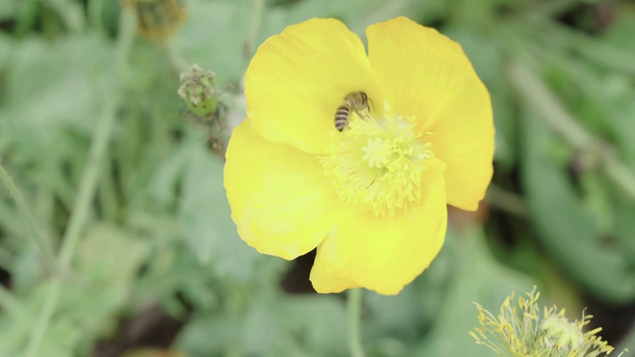 蜂蜜在花朵上采蜜视频素材