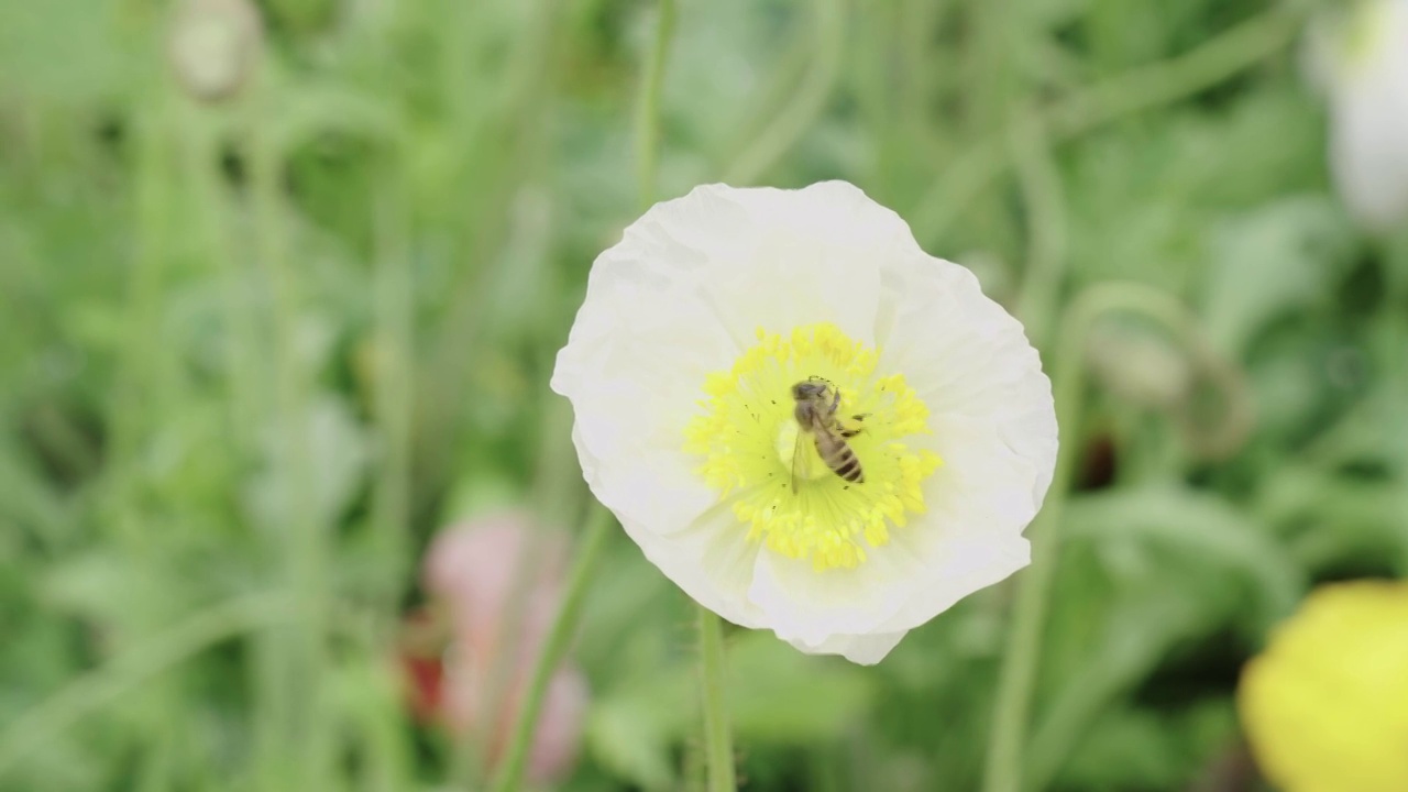 蜂蜜在花朵上采蜜视频素材