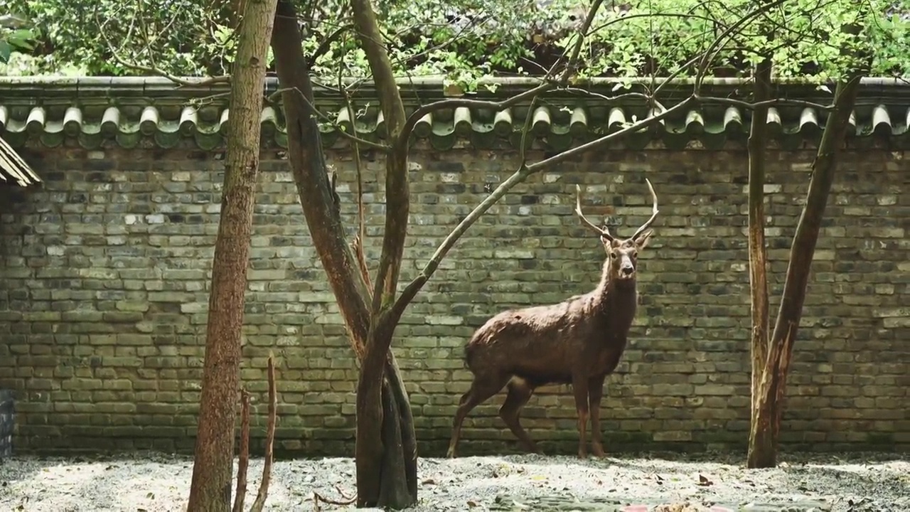 四川彭州三圣寺里的鹿视频素材