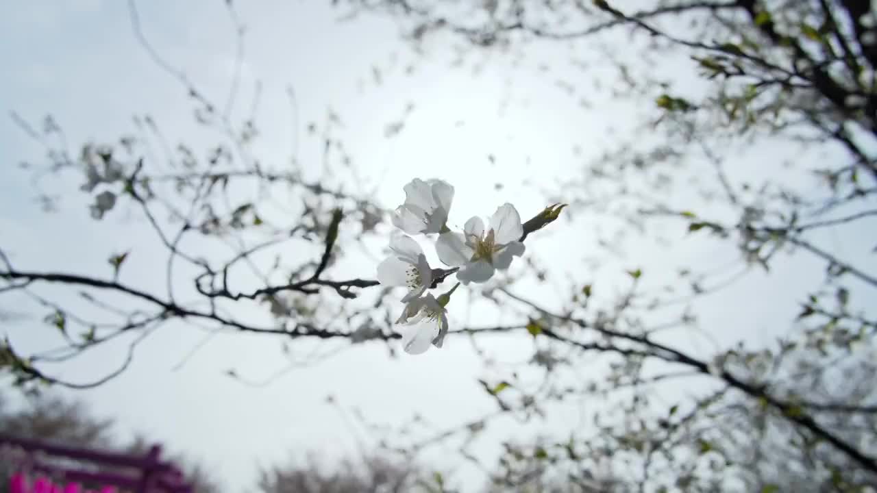 樱花树枝头花朵特写视频素材