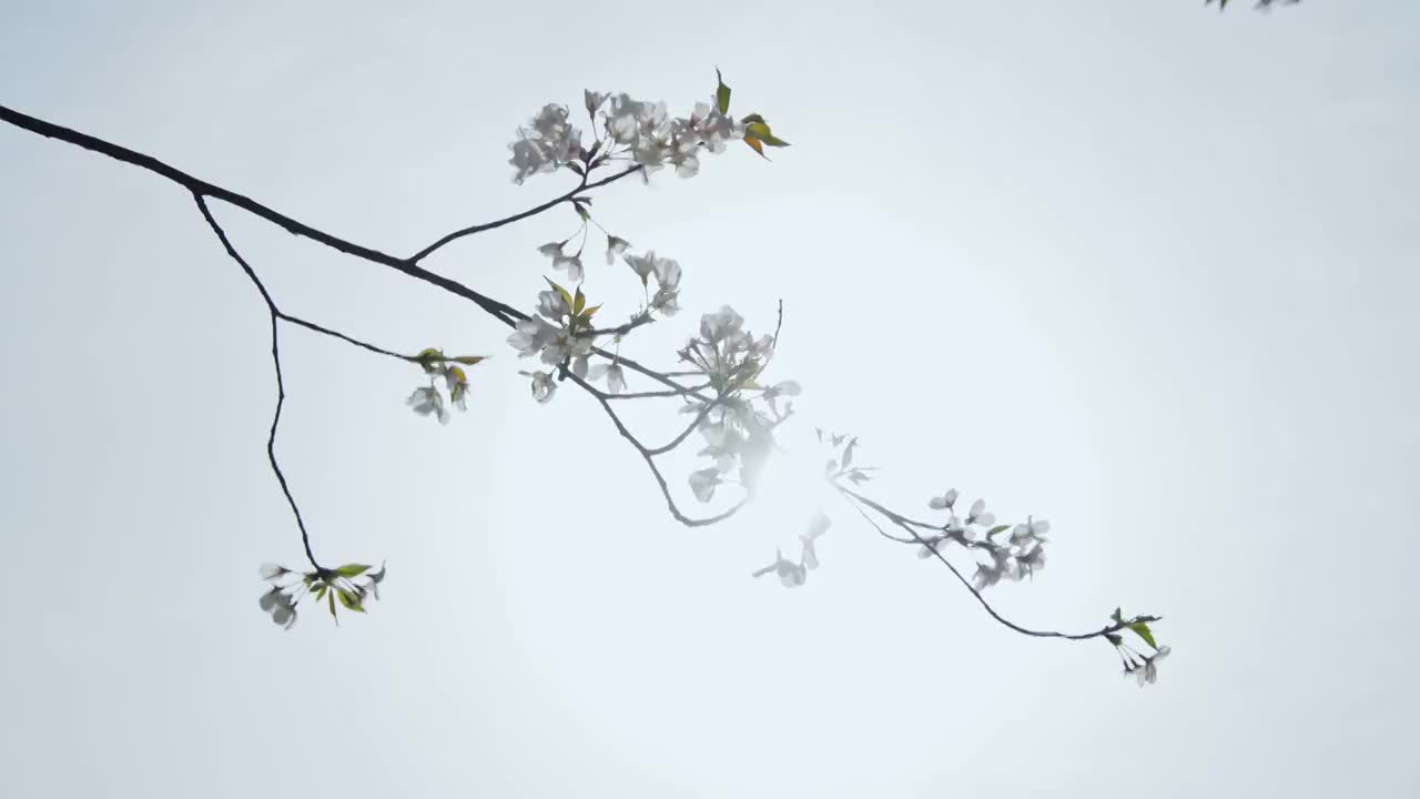 樱花树枝头花朵特写视频素材
