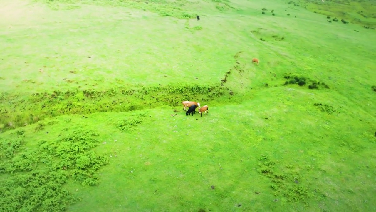 航拍贵州六盘水乌蒙大草原骑马牧羊羊群视频素材