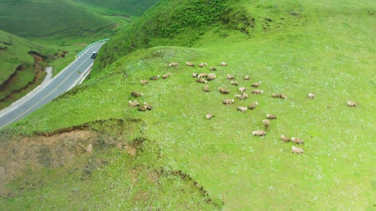 航拍贵州六盘水乌蒙大草原骑马牧羊羊群视频素材