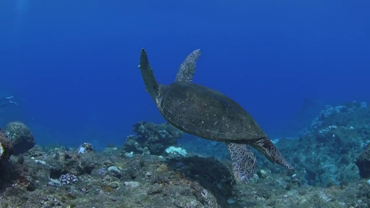 水下摄影神奇的海底世界海龟绿蠵龟视频素材