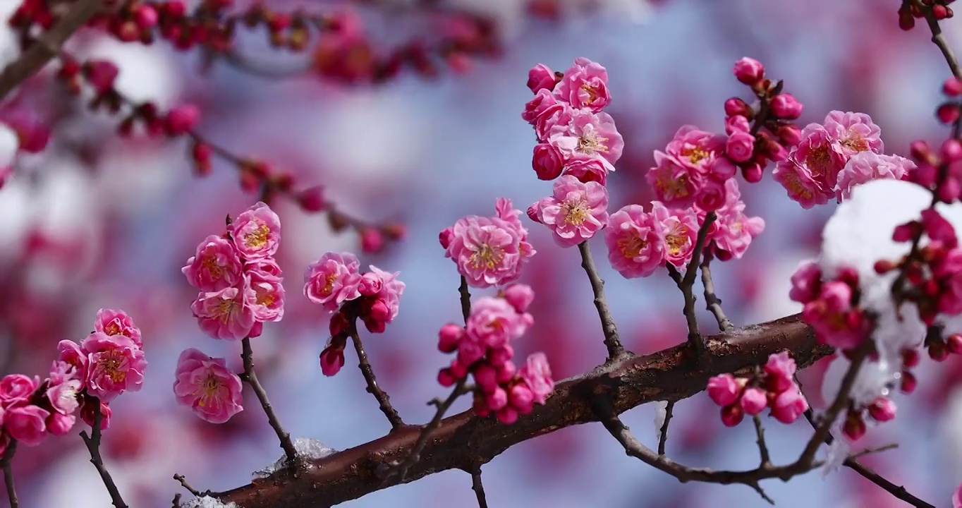 春天，雪景中的梅花，清新自然视频下载