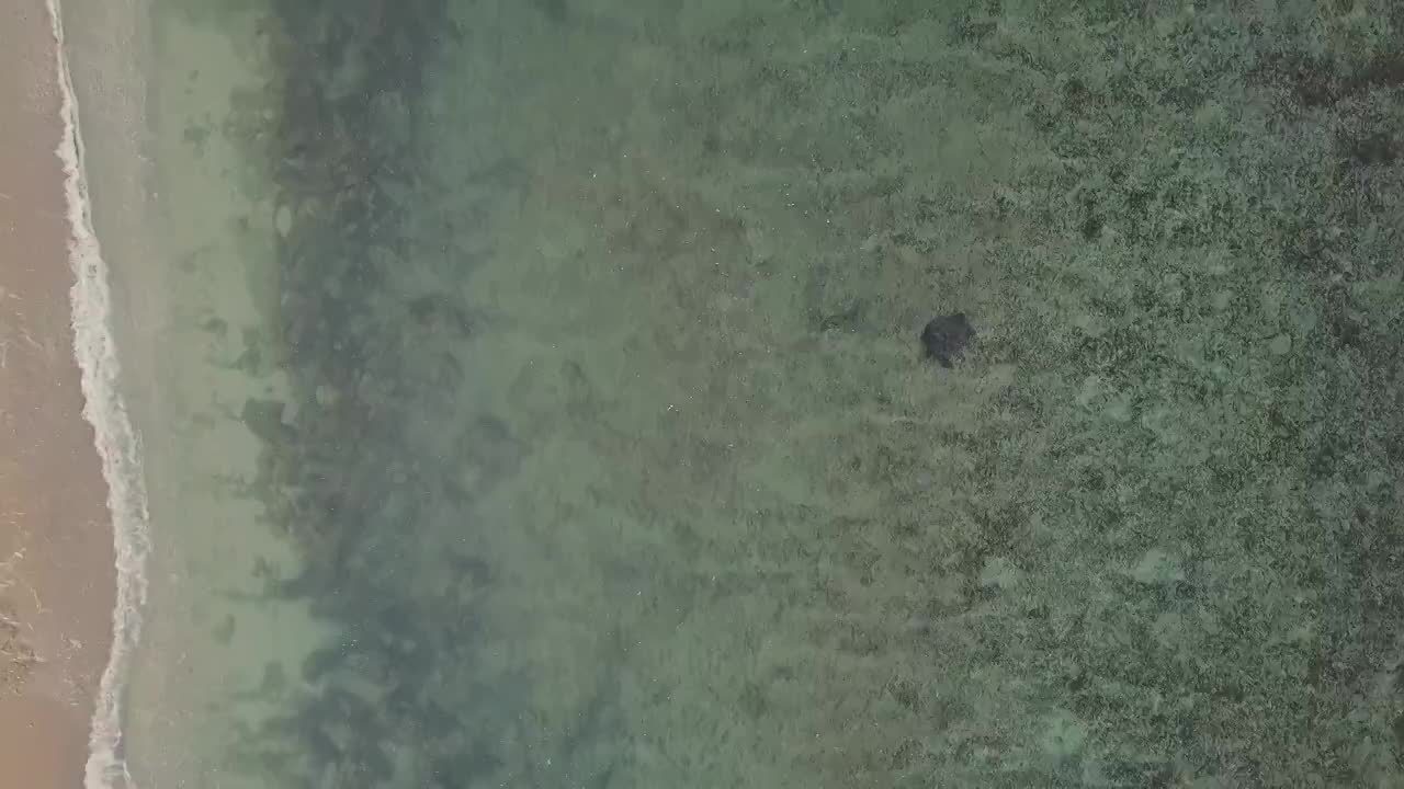 航拍自然海洋水下海龟视频素材