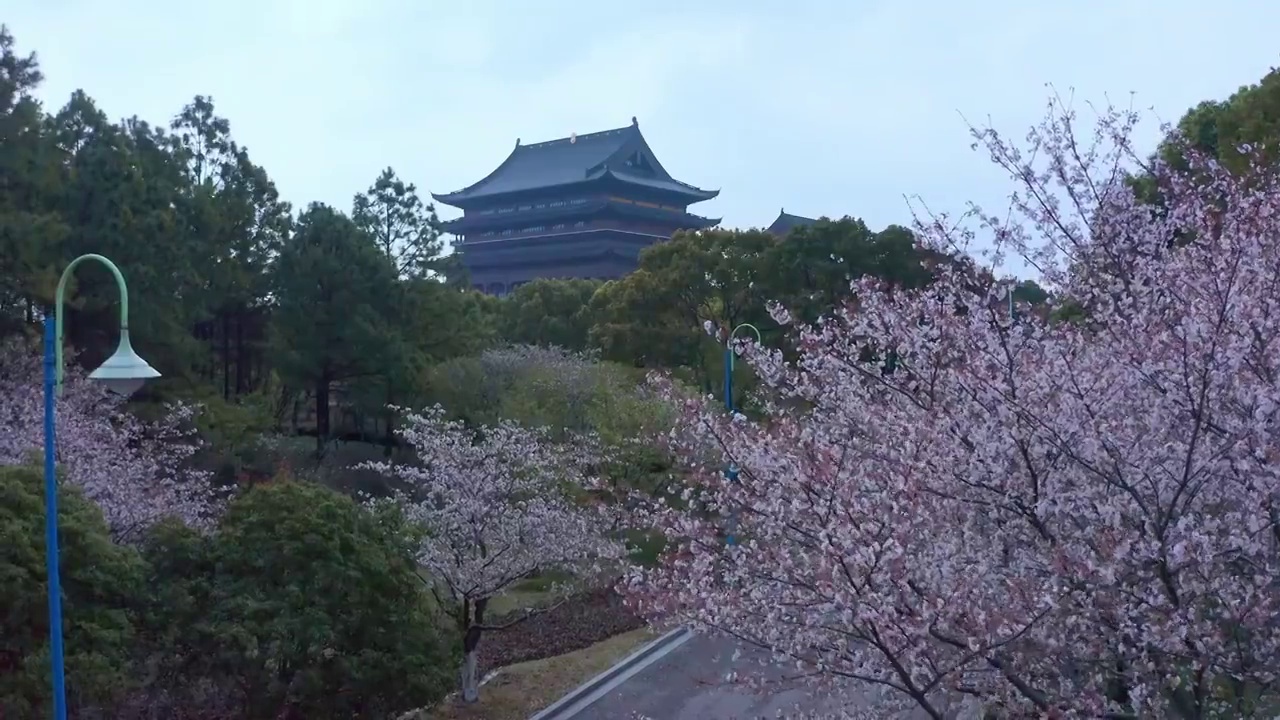 苏州园区重元寺樱花视频素材