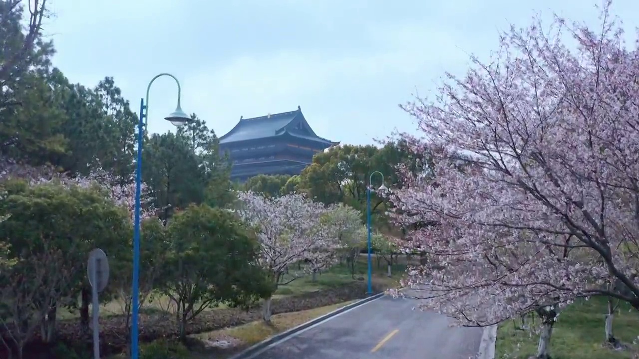 苏州园区重元寺樱花视频素材