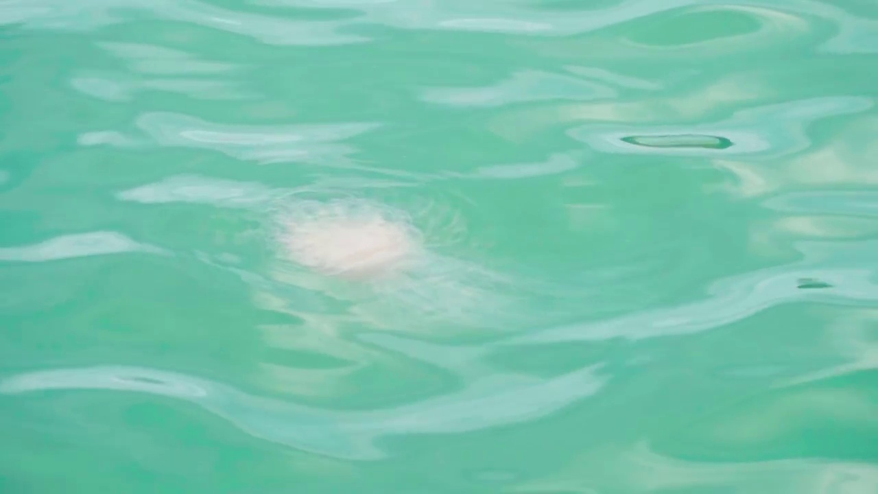 海中水母视频素材