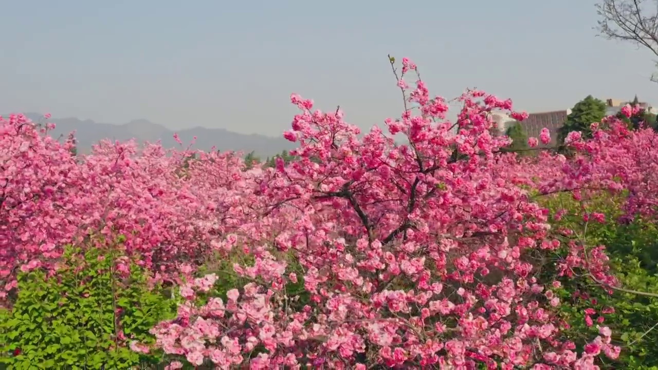 春天公园里盛开的樱花视频下载