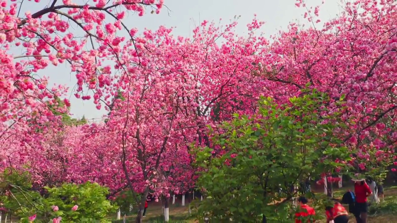 春天公园里盛开的樱花视频素材