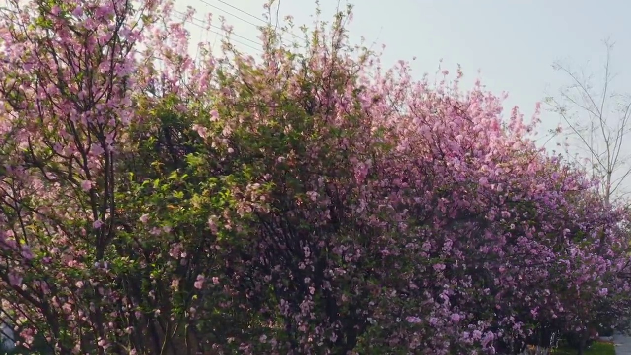 春天公园里盛开的樱花视频素材