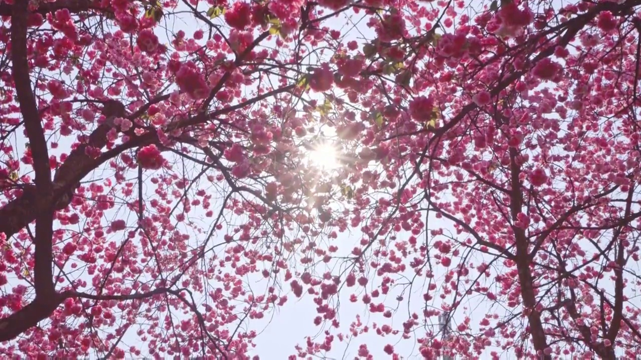 春天公园里盛开的樱花视频下载