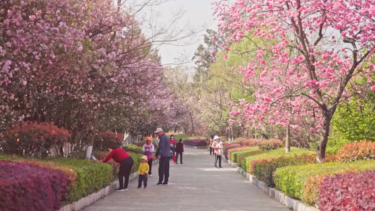 春天公园里盛开的樱花（合集）视频素材