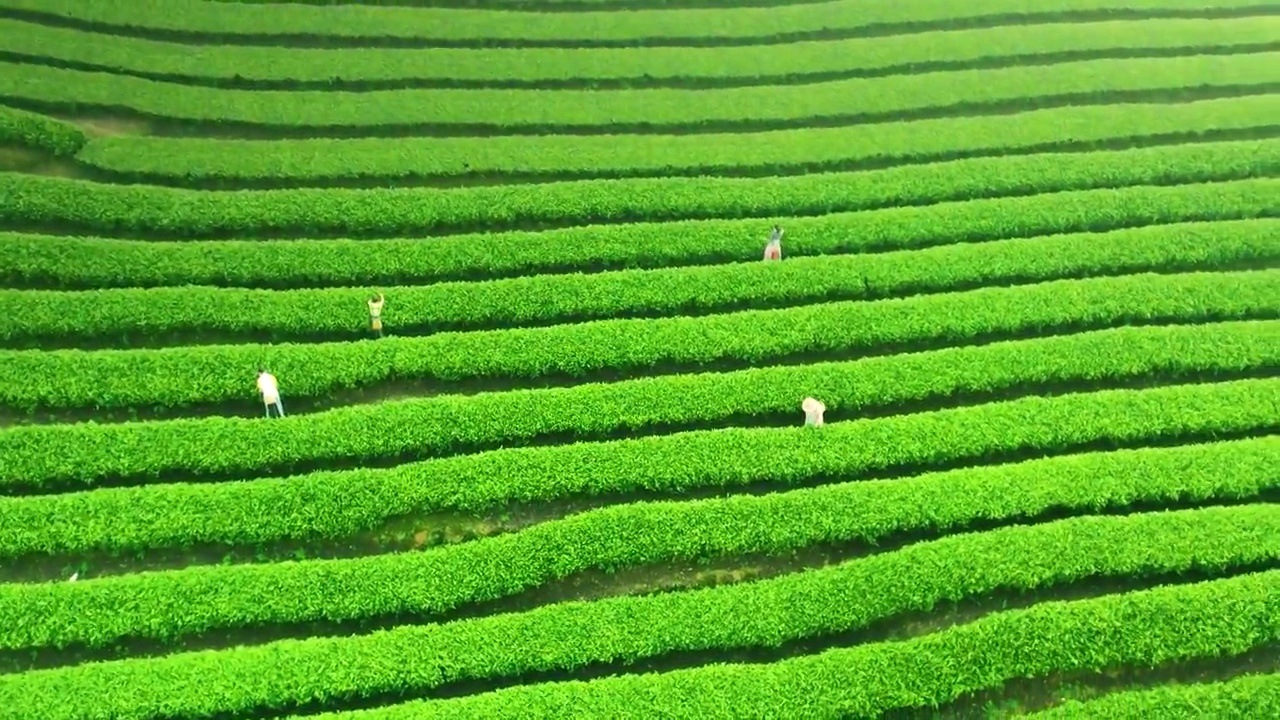 航拍绿色茶田农民采摘茶叶场景视频素材